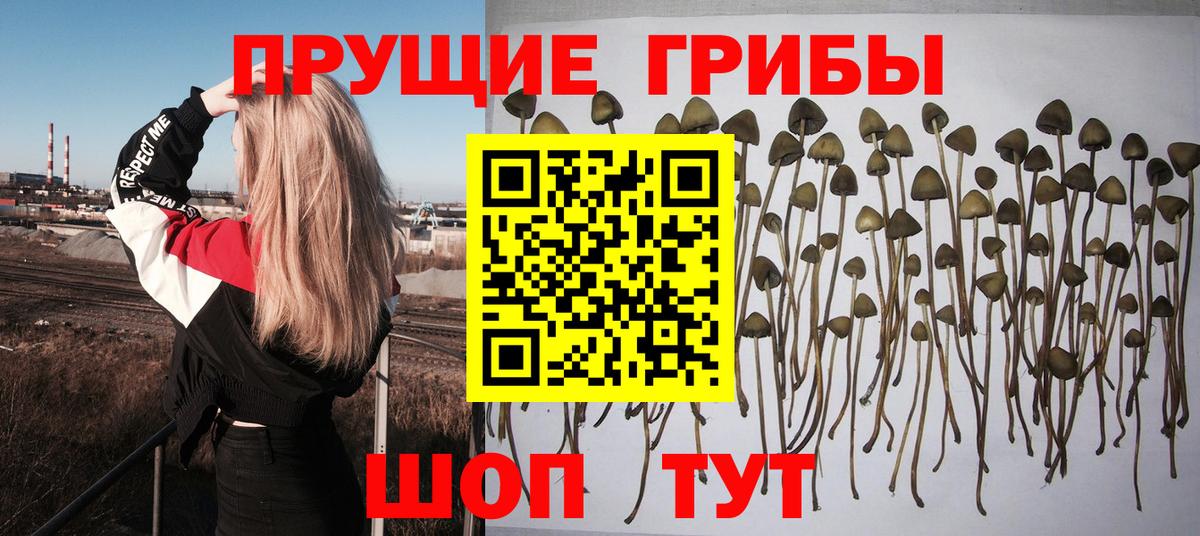 закладки  Псилоцибиновые грибы Magic Shrooms  Галлюциногенные грибы ЛСД  Вход с VPN  Кондопога 